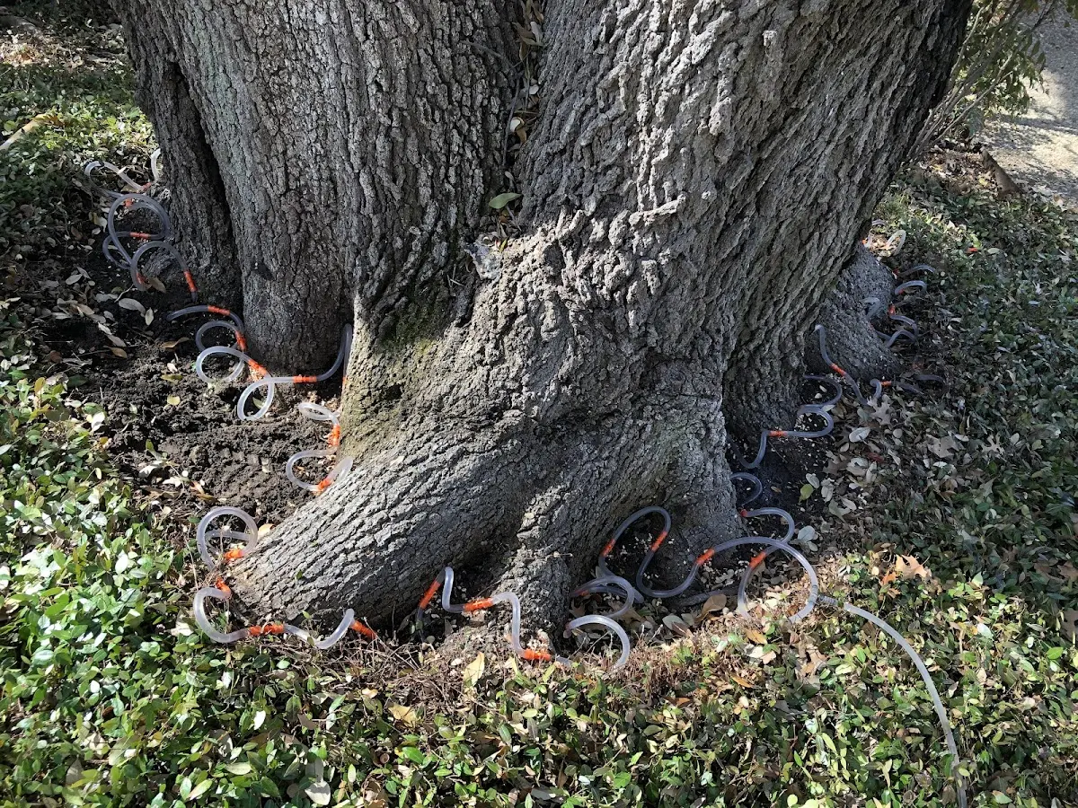Detailed Tree Cabling and Bracing job site in Meeker